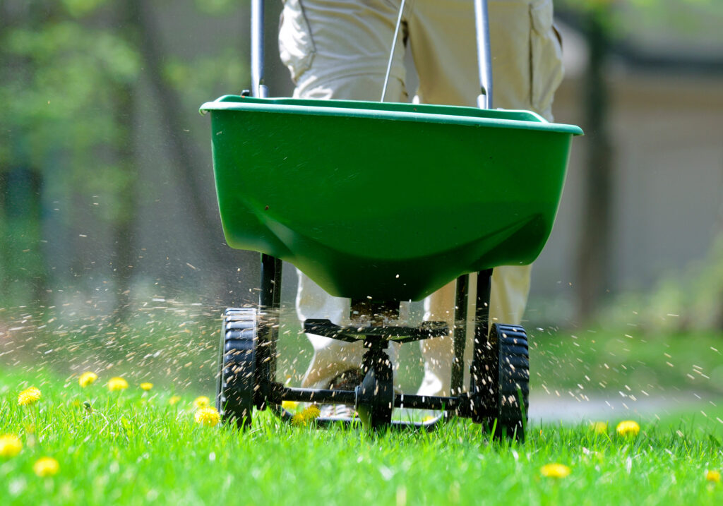 Spreading fertilizer and weed killer on the lawn