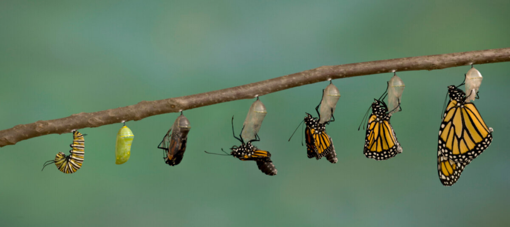 Butterfly going through metamorphosis process