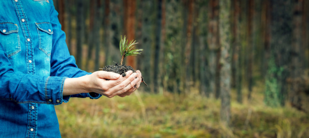 person holding soil with small plant
